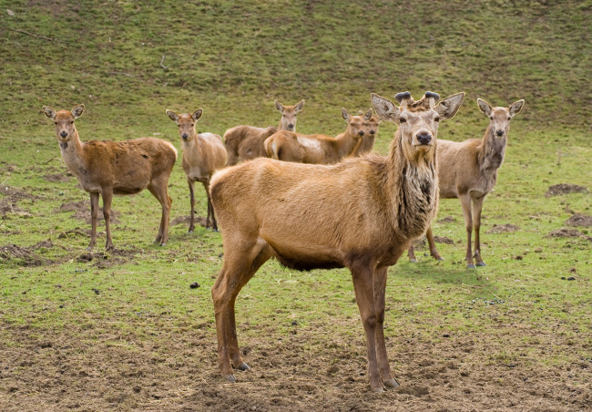 Обои картинки фото животные, олени, трава
