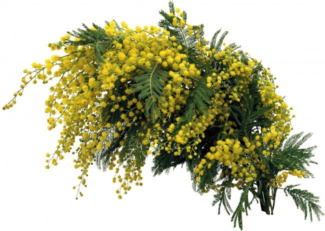 Обои картинки фото цветы, мимоза, весна