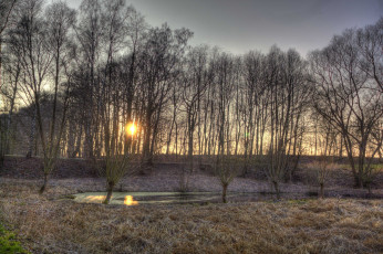 Картинка природа лес солнце трава изморозь