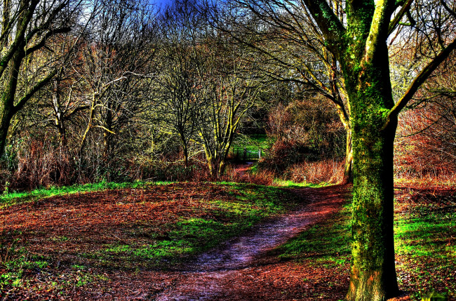 Обои картинки фото природа, лес, тропинка, осень