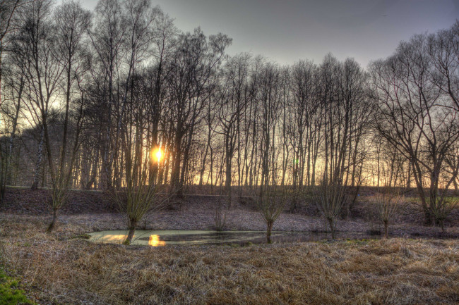 Обои картинки фото природа, лес, солнце, трава, изморозь