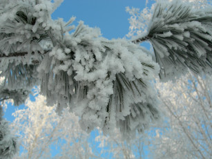 Картинка природа зима иней