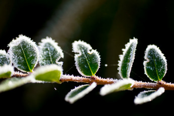 Картинка природа макро иней