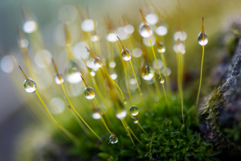 Картинка природа макро роса