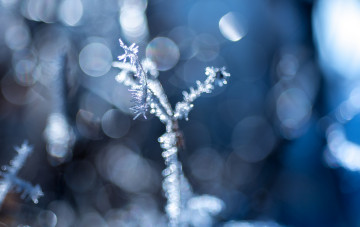 Картинка природа макро иней