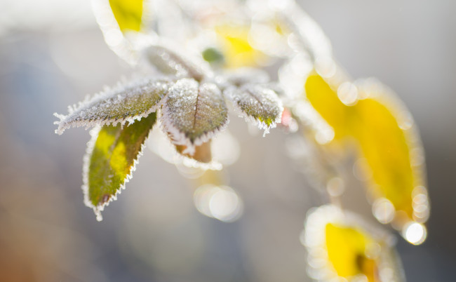 Обои картинки фото природа, макро, иней