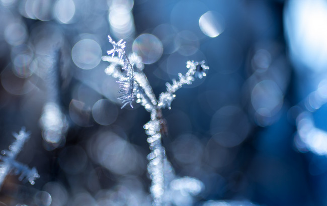 Обои картинки фото природа, макро, иней