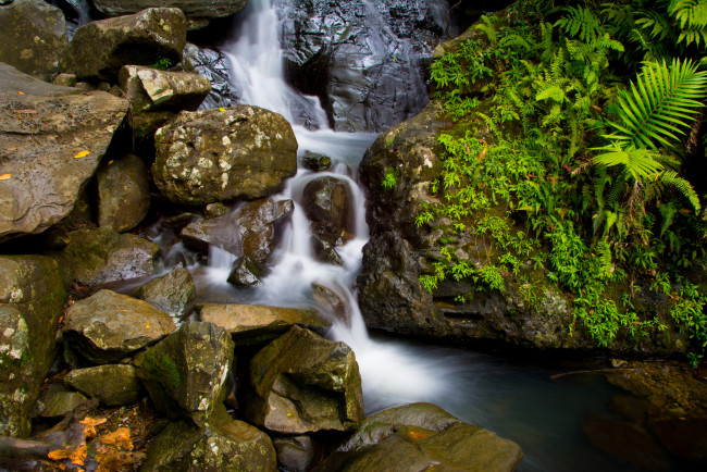 Обои картинки фото природа, реки, озера, вода, камни, папоротник