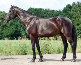 Картинка животные лошади лошадка