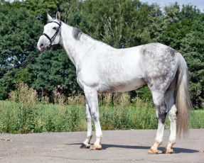 Картинка животные лошади лошадка