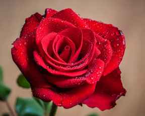 Картинка цветы розы роза бутон