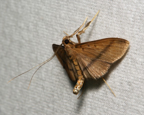 Картинка животные бабочки +мотыльки +моли бабочка моль макро itchydogimages