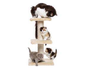 Картинка животные коты кошка котята