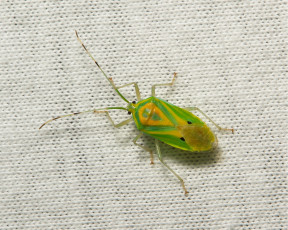 Картинка животные насекомые itchydogimages макро жук