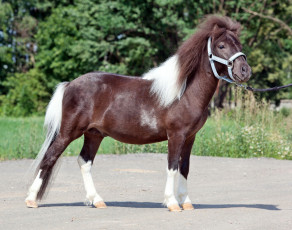 Картинка животные лошади лошадка