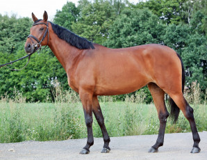 Картинка животные лошади лошадка