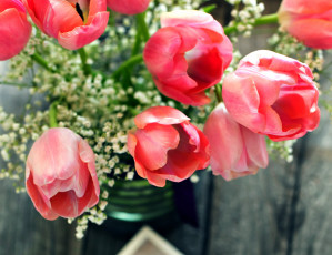 Картинка цветы тюльпаны розовый