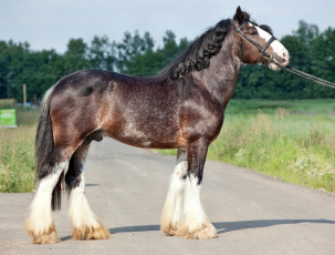 Картинка животные лошади лошадка