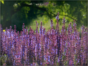 Картинка цветы луговые+ полевые +цветы сиреневые луг поле