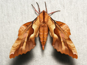 Картинка животные бабочки +мотыльки +моли itchydogimages крылья бабочка макро