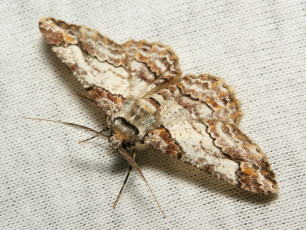 Картинка животные бабочки +мотыльки +моли крылья моль вязаное полотно макро itchydogimages