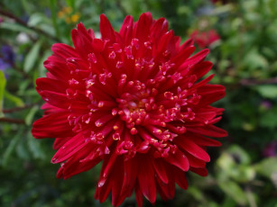 Картинка цветы астры красный цветок астра