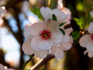 Картинка цветы цветущие+деревья+ +кустарники розовые