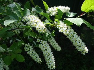 Картинка цветы цветущие+деревья+ +кустарники ветки цветение белые