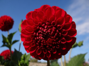 обоя цветы, георгины, георгина, красный, цветок, небо
