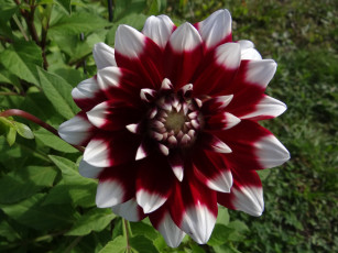 Картинка цветы георгины георгина рябой цветок