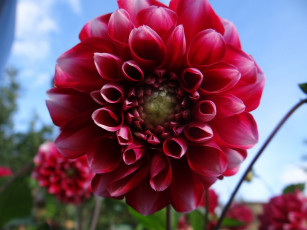 обоя цветы, георгины, красная, георгина