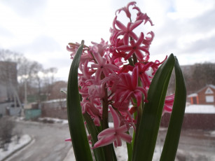 Картинка цветы гиацинты гиацинт