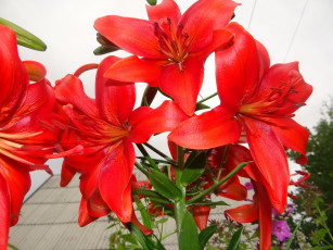 Картинка цветы лилии +лилейники куст красные