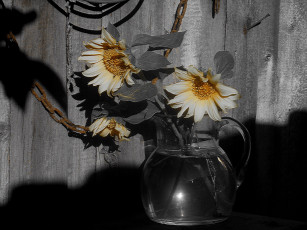 Картинка цветы подсолнухи