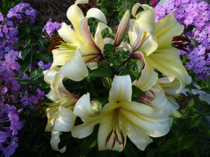 Картинка цветы разные+вместе жёлтые лилии разные