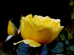 Картинка цветы розы роза бутон