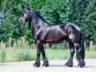 Картинка животные лошади лошадка