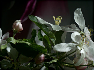 Картинка цветы цветущие+деревья+ +кустарники весна яблоня