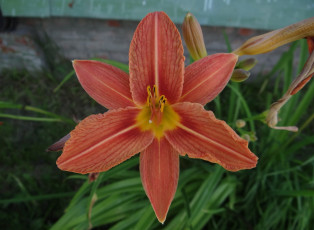 Картинка цветы лилии +лилейники лилейник