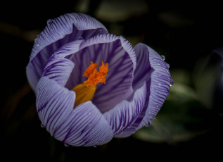 Картинка цветы крокусы крокус лепестки капли роса вода макро