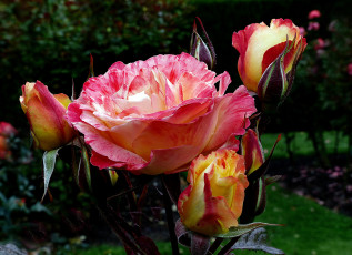 Картинка цветы розы роза бутон