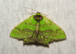 Картинка животные бабочки +мотыльки +моли крылья моль вязаное полотно макро itchydogimages