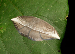 Картинка животные бабочки +мотыльки +моли макро itchydogimages усики узор крылья моль