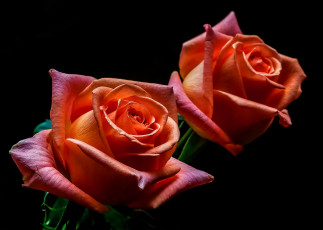 Картинка цветы розы бутон роза