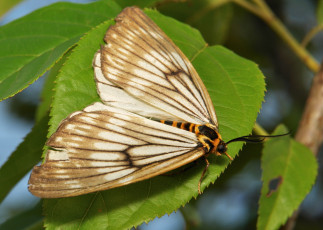 Картинка животные бабочки +мотыльки +моли бабочка моль макро itchydogimages