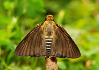 Картинка животные бабочки +мотыльки +моли itchydogimages макро бабочка крылья усики узор