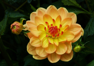 Картинка цветы георгины цветок лепестки