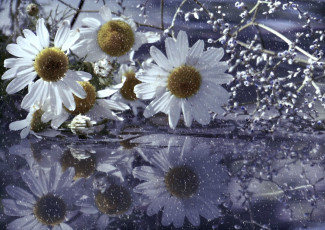 Картинка цветы ромашки капли