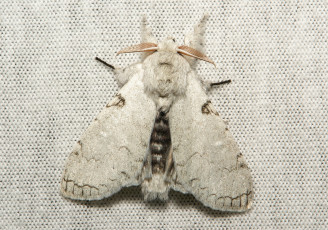 Картинка животные бабочки +мотыльки +моли крылья бабочка макро itchydogimages