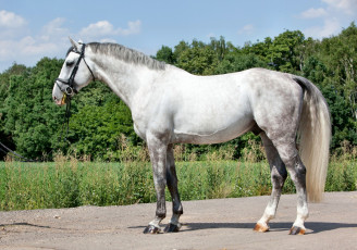 Картинка животные лошади лошадка